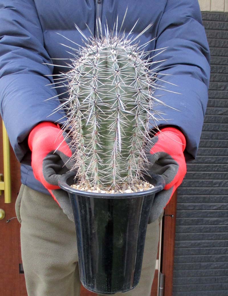 弁慶柱 ベンケイチュウCarnegieaGigantea の種子 : 多肉植物ワールド - 通販 - Yahoo!ショッピング