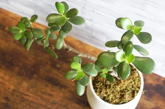 金のなる木挿し木方法カットして一週間経ちました。挿し木用土に、水なしで- Yahoo!知恵袋