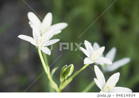 オーニソガラム ヌタンス ガラスの花 球根10個 希少品種 オーソニガラム ヌタンス球根10個 ベツレヘム