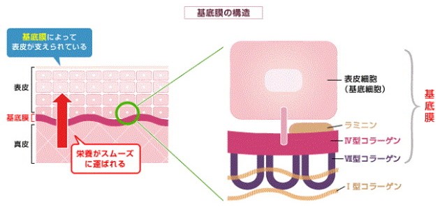 神経筋接合部 - 脳科学辞典