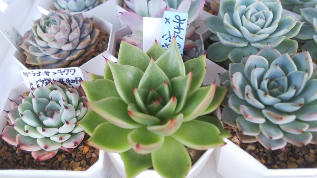 トランザム キズあり 多肉植物 アガベ 発根済み ロウルサンコ