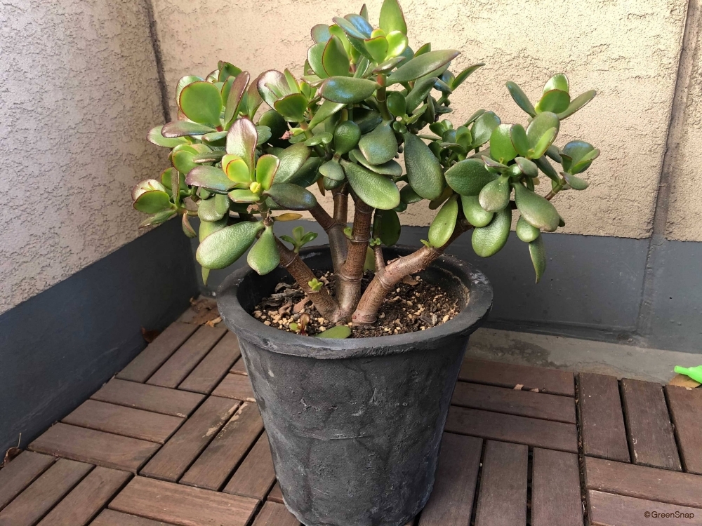 レポ終了 カネノナルキ葉挿しそだレポ 栽培レポート byTripleMellowみんなの趣味の園芸