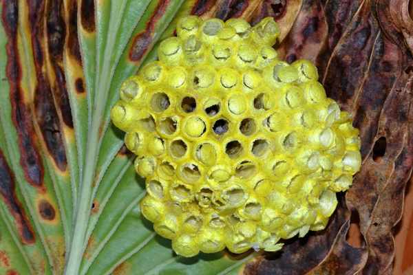 キボシアシナガバチ なぜ二匹で巣作りしているのか？ さっぱり分かりません。 誰か知っている方いたら教えてくれると嬉しいです。 おしゃれなカフェ△wasp蜂おしゃれなカフェマクロ撮影macrolaowa24mmprobe