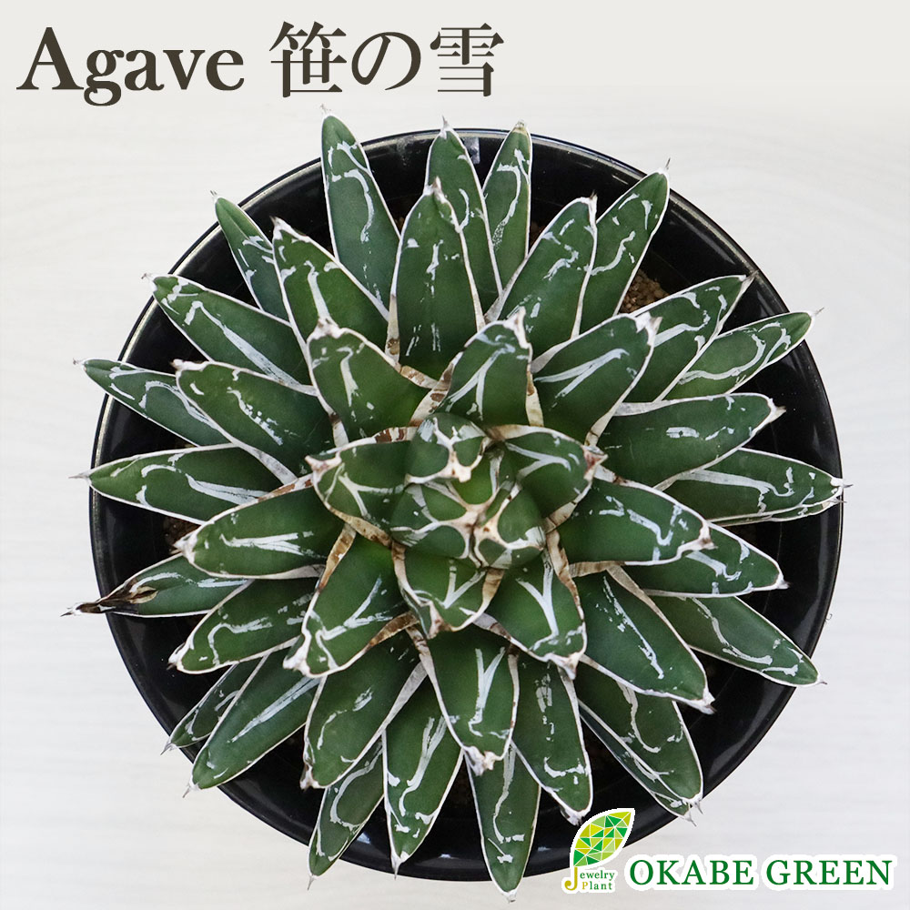 Yahoo!オークション -「ロウルサンコ」の落札相場・落札価格