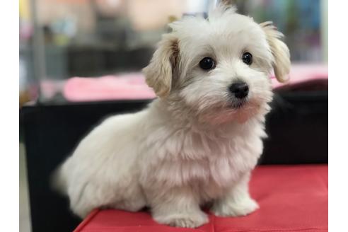 犬MIXマルチーズ3kg×犬MIX ペキニーズ×Mダックス3.8㎏毛色：クリーム&ホワイト 性別：男の子 生年月日：2022年12月10日成犬時予想体重：3-5kg 出身地：群馬県前橋市 血統書：なし 生体価格：¥184,800 税込楽々カード分割支払い出来ます3～12回まで金利手数料