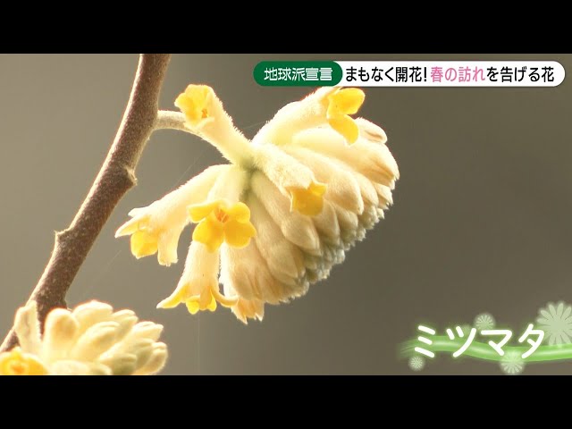 お札の原料「ミツマタ」徳島が産地 生産者「伝統絶やさない」 阿波っ子タイムズ教育徳島ニュース徳島新聞デジタル