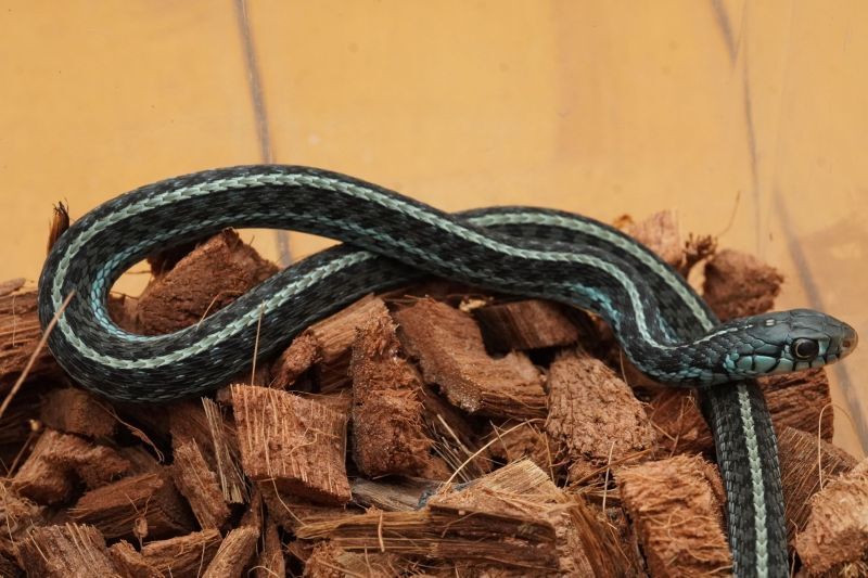 サンフランシスコガータースネークは、最も美しいヘビの種類とされています。1967年以来、絶滅危惧種に指定されています。推定では、残っているのはわずか1000〜2000匹です。: r Damnthatsinteresting