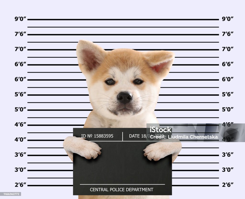 natsuki I.D.And Fly LooMon X: 