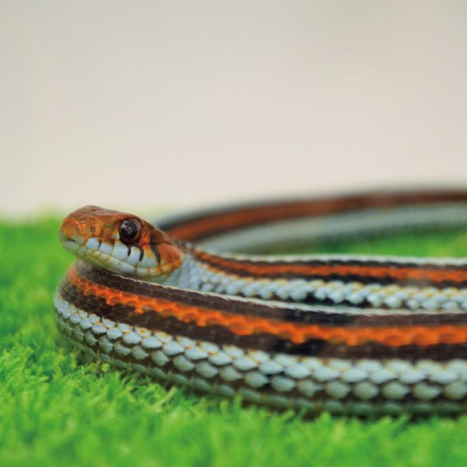 ｶﾘﾌｫﾙﾆｱﾚｯﾄﾞｻｲﾄﾞｶﾞｰﾀｰｽﾈｰｸ “ﾊｲﾚｯﾄﾞ Sonoma Co. CA”: はーぷさぷらい徒然日記