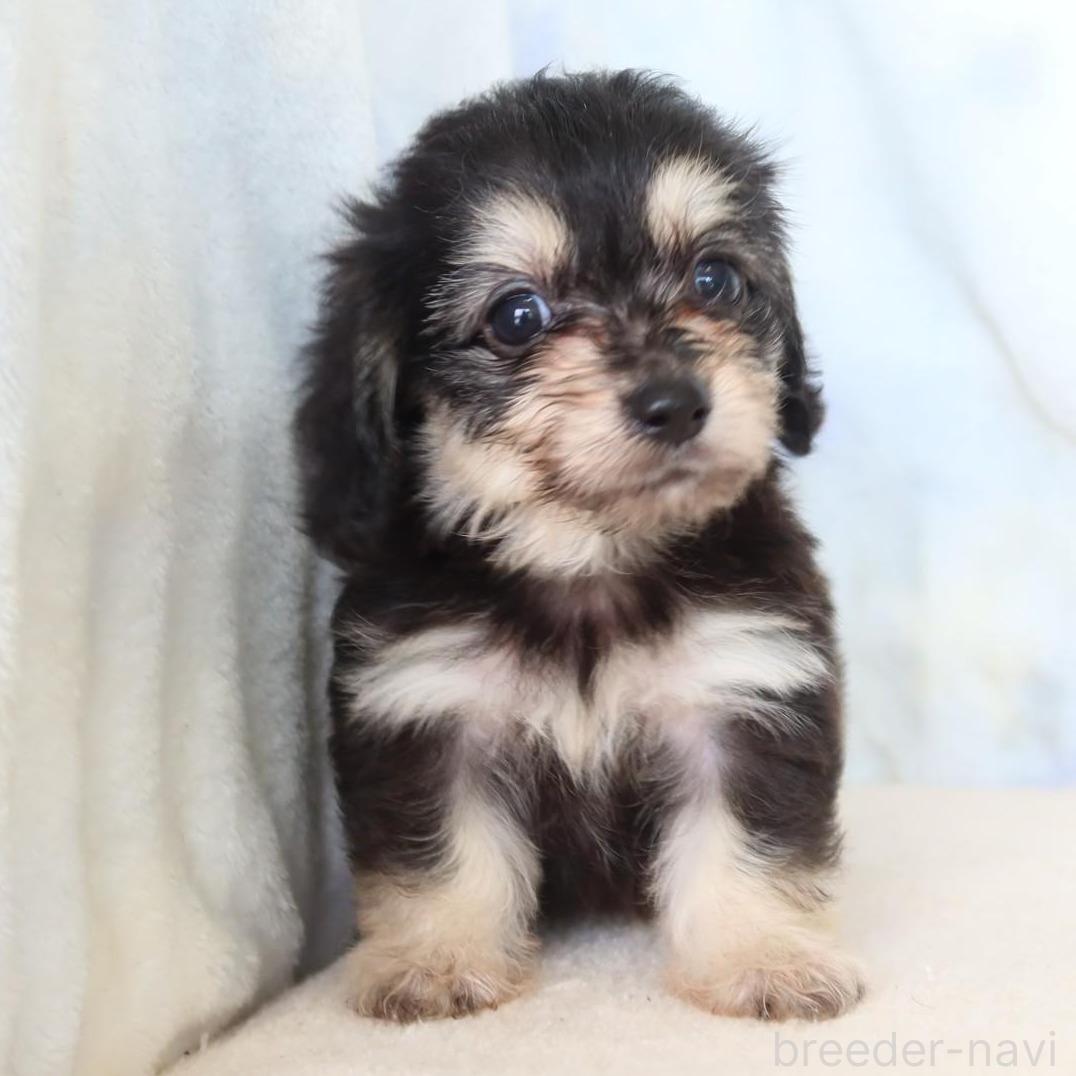 こんにちは🙌手稲店です💗 手稲店に新しく来てくれたMIX犬です🐶 マルチーズ×ミニチュアダックスフンドです🥹💗甘えん坊で寂しがり屋さんです🐶 他にも新しく来た子達いるのでぜひぜひ会いに来てください🫶💗mix犬マルチーズミニチュアダックスフンドマルックス