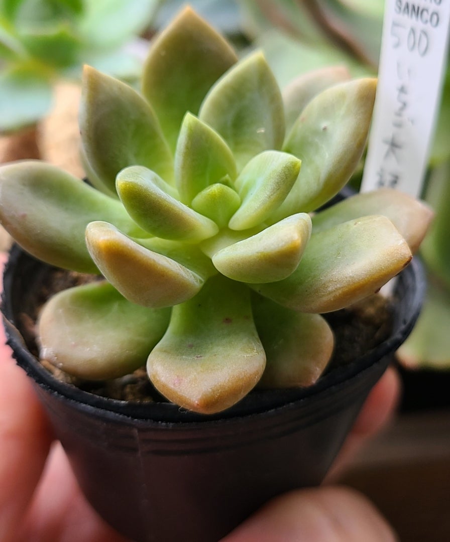 ✨激レア✨ あいらぶゆー エケベリア 多肉植物 ロウルサンコさん ラベル付き プレゼントに