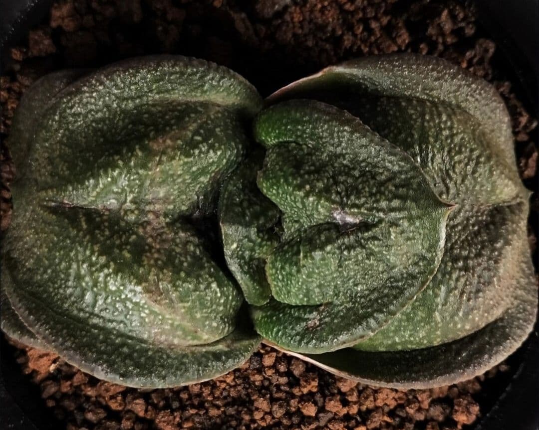 ロウルサンコ壟瑠賛娘 さんに 行って来ました🌵🍀GreenSnap グリーンスナップ