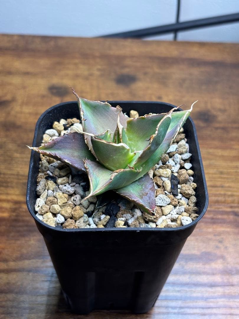 ✨激レア✨ あいらぶゆー エケベリア 多肉植物 ロウルサンコさん ラベル付き プレゼントに