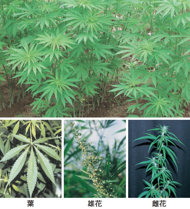 大麻・けしの見分け方