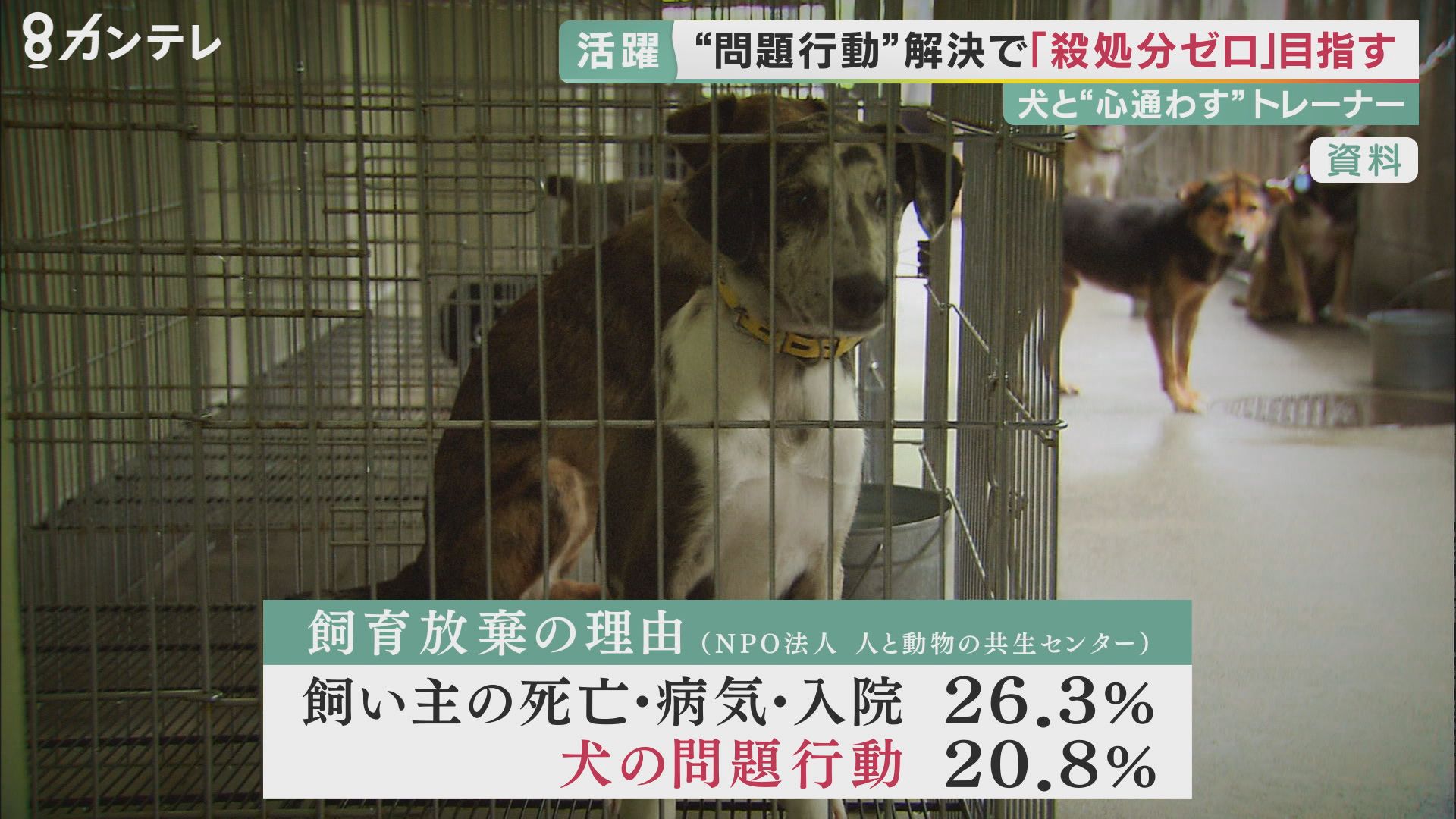 問題行動」専門のドッグトレーナー「ポチパパ」 犬と心通わし 目指す「殺処分ゼロ」特集ニュース関西テレビ放送 カンテレ