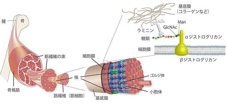 研究開発の背景マトリクソームとはマトリクソーム