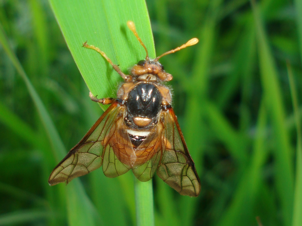 秋田犬ゆうき 飼い主のこっち来い♪ほど怪しい言葉は無いが仕様が無いので相手をしてあげる akita dog