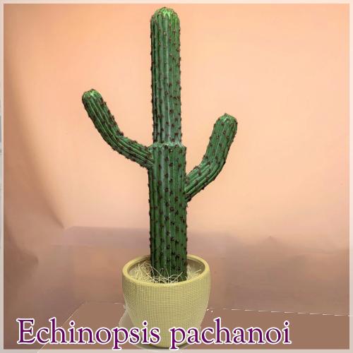 特大！希少！柱サボテン ベンケイチュウ 弁慶柱 70cm超