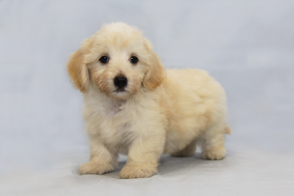 価格の安い 20万円〜30万円 マルックス:マルチーズ×ミニチュアダックスフンドの子犬を探す 11ページ目 ブリーダーナビ