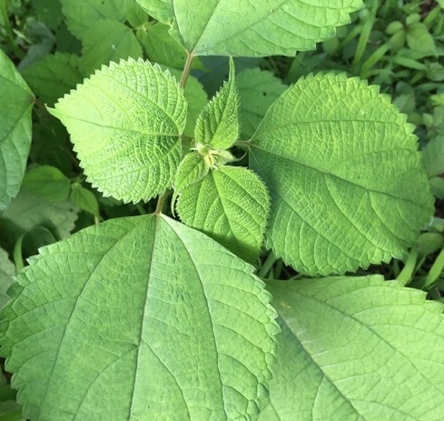 farm&garden おかもと農園 on X: 