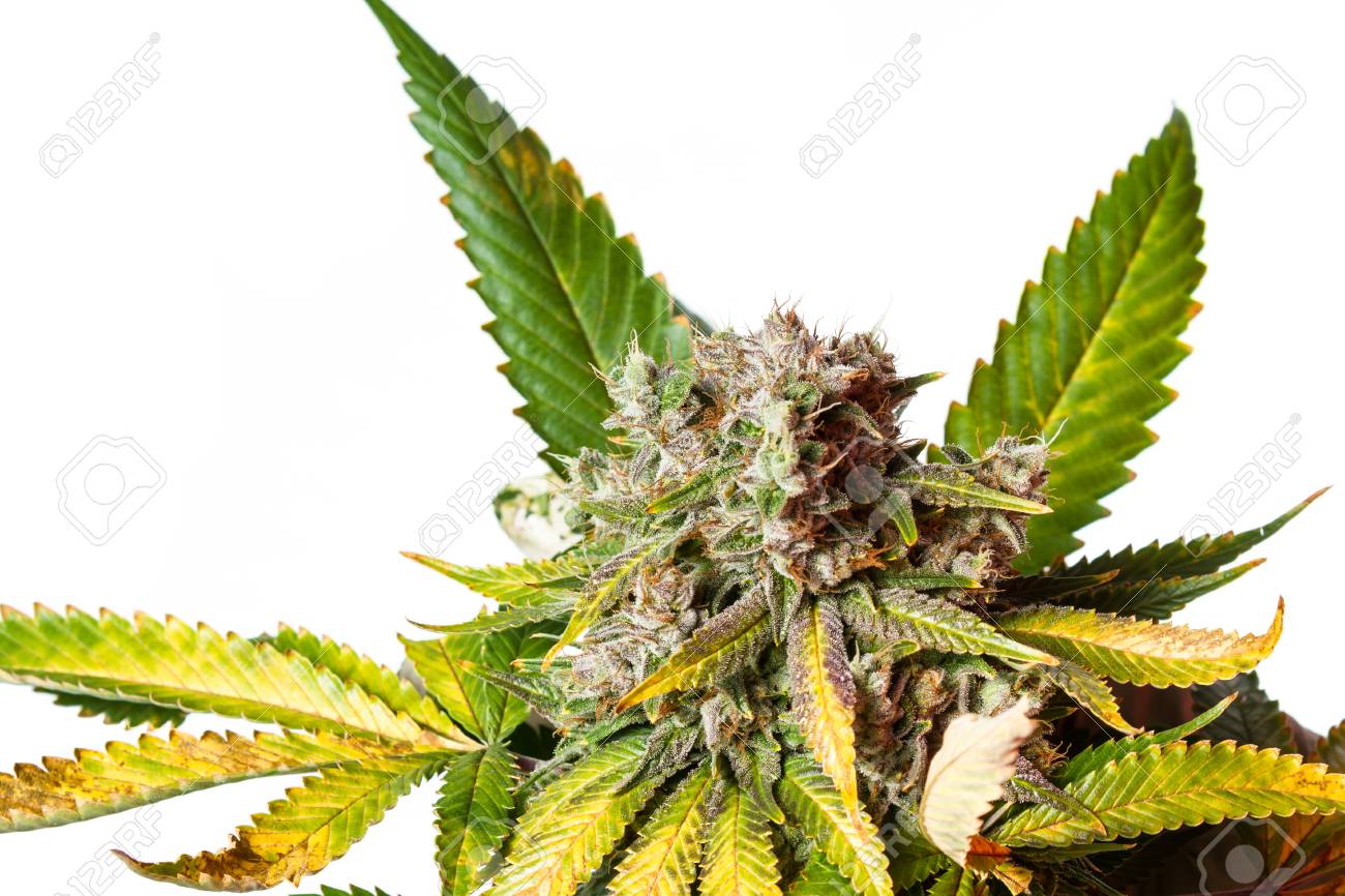 ゴリラ・グルー – ハイブリッド インジカ優性 株 – メディカル レクリエーション用マリファナ分離バド画像写真素材1681214773Shutterstock