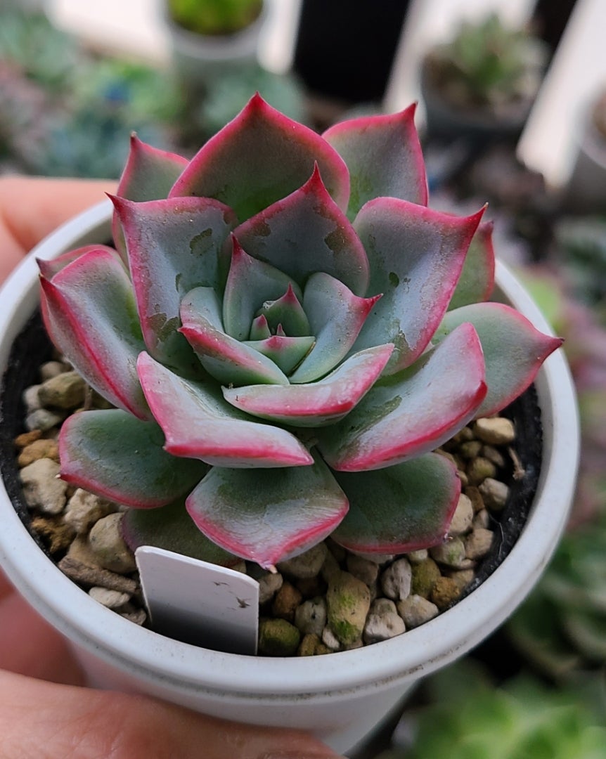 ロウルサンコ産種子 実生アガベ 2024.3播種 1 観葉植物