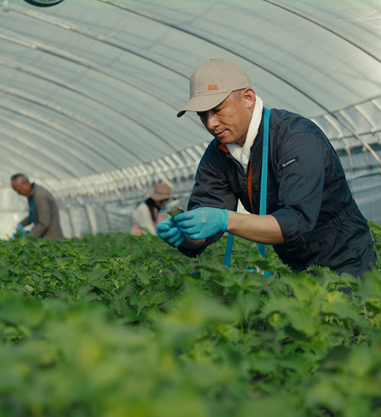 ジャンパーを買いに行った息子『この“コメリ”のやつでいい』→確かに似ているがそれは“コメリ”ではなく“ルコック”なのだ - Togetter