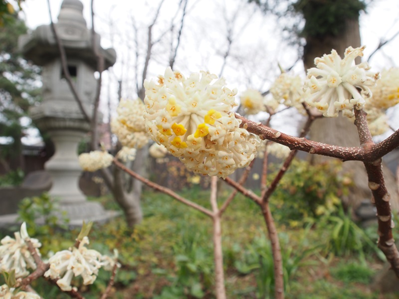 紙幣の原料「ミツマタ」の特徴や魅力を解説します！公式 TSUKIGIみつまた