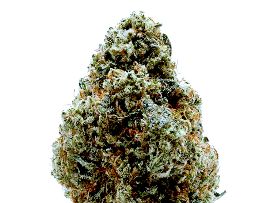 白い背景に隔離ゴリラグルー番号4として知られている人気の大麻株の写真素材・画像素材 Image 117807673