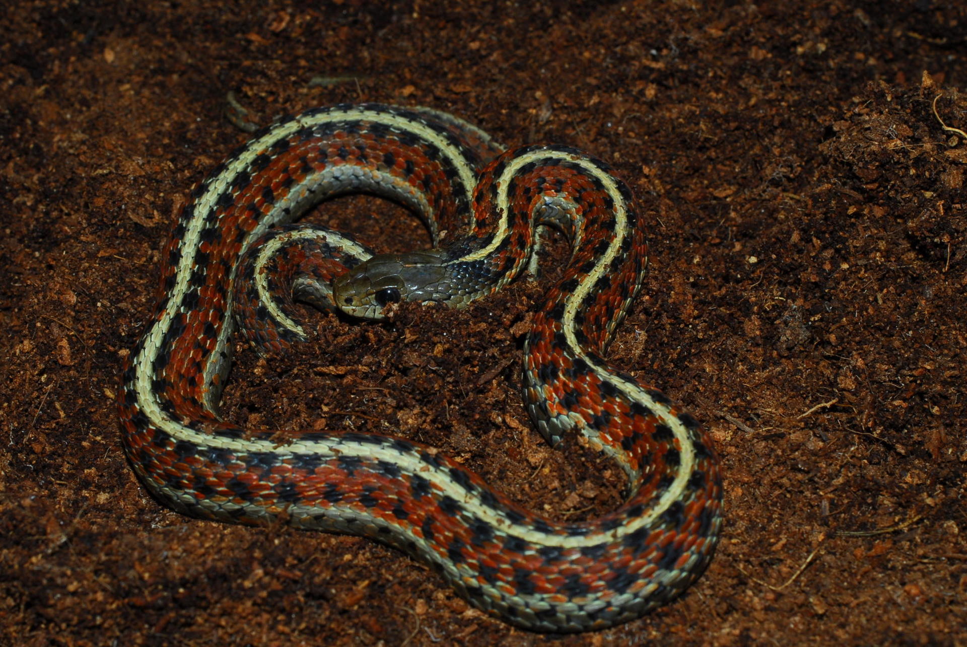 ヘビ 新入荷！ アメリカ便＋ドイツ便 週末はサービスデーも開催！ : 爬虫類倶楽部大宮店公式ブログ