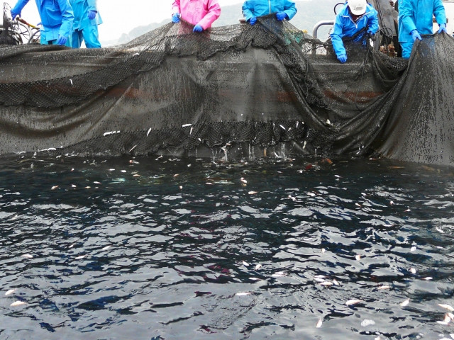 巻き網でかつお漁を行うメリット・デメリットを解説高知産かつおの100%藁焼きタタキ通販久礼大正町市場 山本鮮魚店