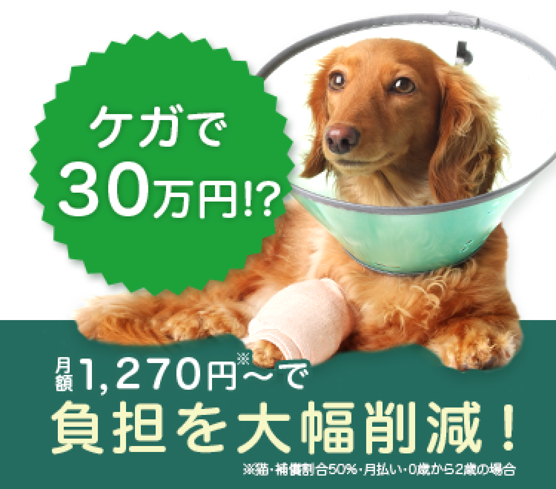 リトルファミリー少額短期保険 わんデイズ・にゃんデイズ のクチコミや評判、補償内容を解説ペット保険 比較 - 価格.com