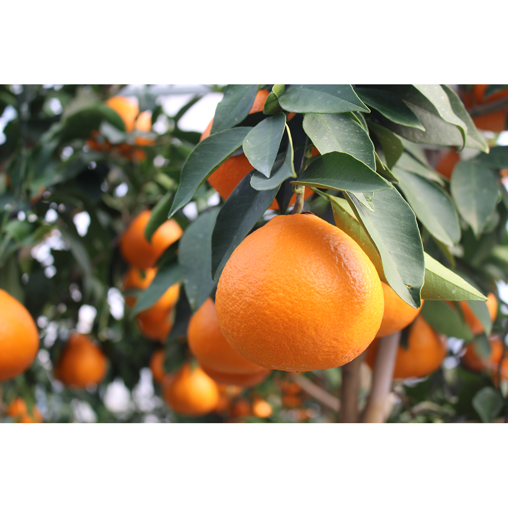 和紙ブレスレット ブレスレット 紅松屋 こぎん,着物通販 932308Creema クリーマ