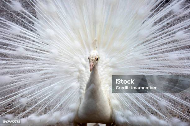 白い板と緑の植物の背景 コピースペース の写真・画像素材-Snapmart スナップマート