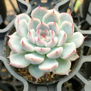 桃太郎電鉄 ～昭和 平成 令和も定番！～』 アジア8か国・地域向けに12月12日発売決定！株式会社コナミデジタルエンタテインメントのプレスリリース