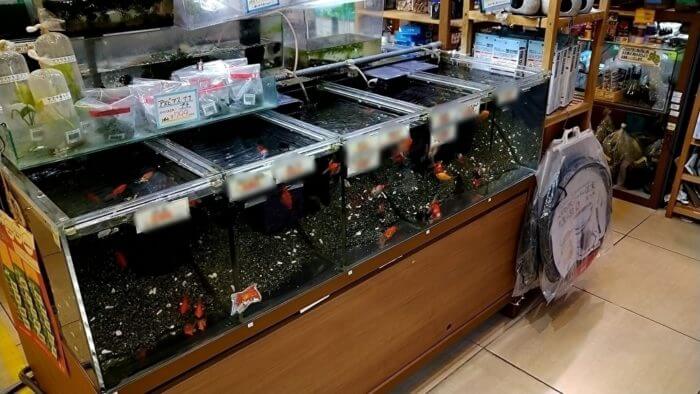 Feedonロイヤルホームセンター南千住店 アクアリウムバスの主催店アクアリウムを静かにやりたいの