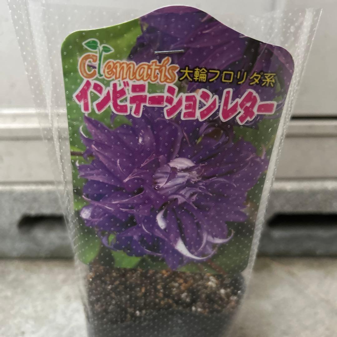 FREE 17+ Invitation Letters for Visa Templates & Samples in PDF, MS Word,Apple Pages