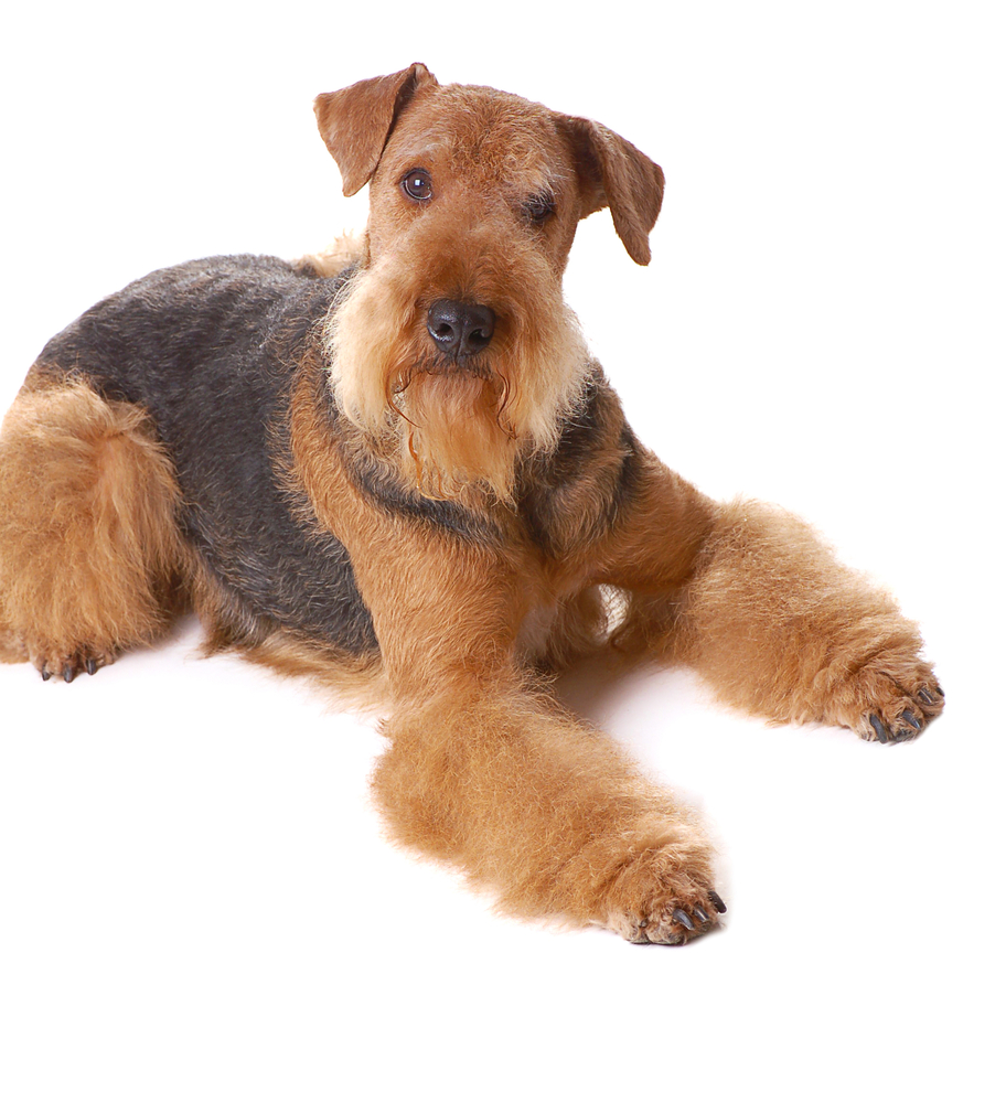 福岡県糟屋郡 ウェルシュ・テリア 子犬販売情報