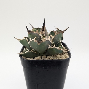 こころ様専用 多肉植物 ジューシー ロウルサンコさん苗 ５苗 抜き苗の通販 by ねこのみみラクマ