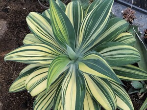 安い多肉植物 ロウルサンコの通販商品を比較ショッピング情報のオークファン