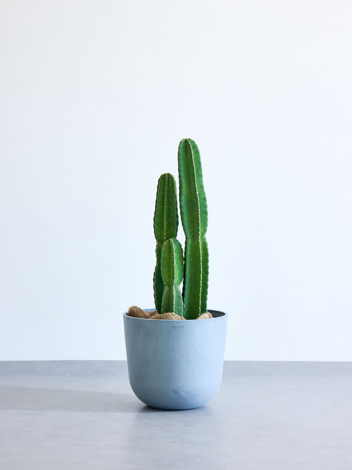 菅成様専用 弁慶柱 サボテン 約20cm