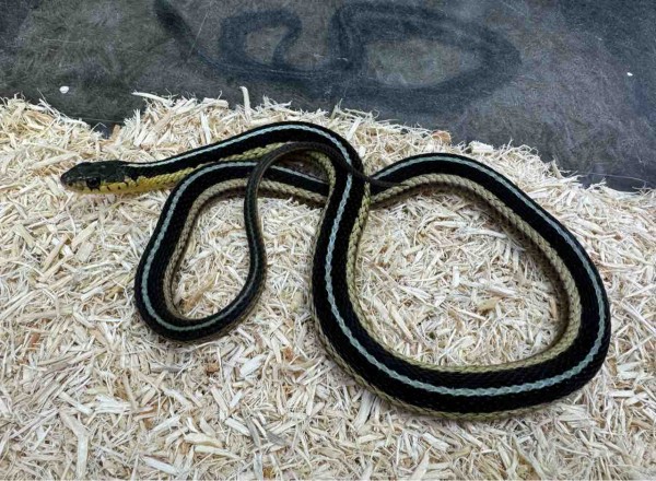 サンフランシスコガータースネーク ナミヘビ他図鑑