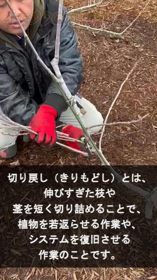 細切りとっておきレシピキユーピ