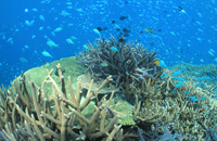 トヨタ センチュリーSUV プルバックカー」11月８日 金 より「かぷえぼ」限定カプセルトイで展開開始株式会社イオンファンタジーのプレスリリース