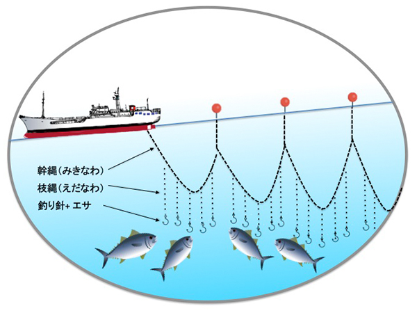まき網漁具について詳しく紹介してみた - 海ペディア