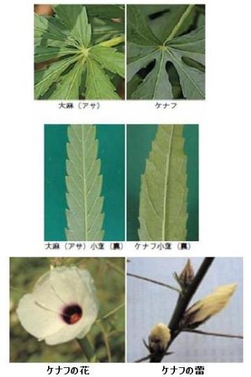 大麻と間違われやすい植物 - 高槻市ホームページ