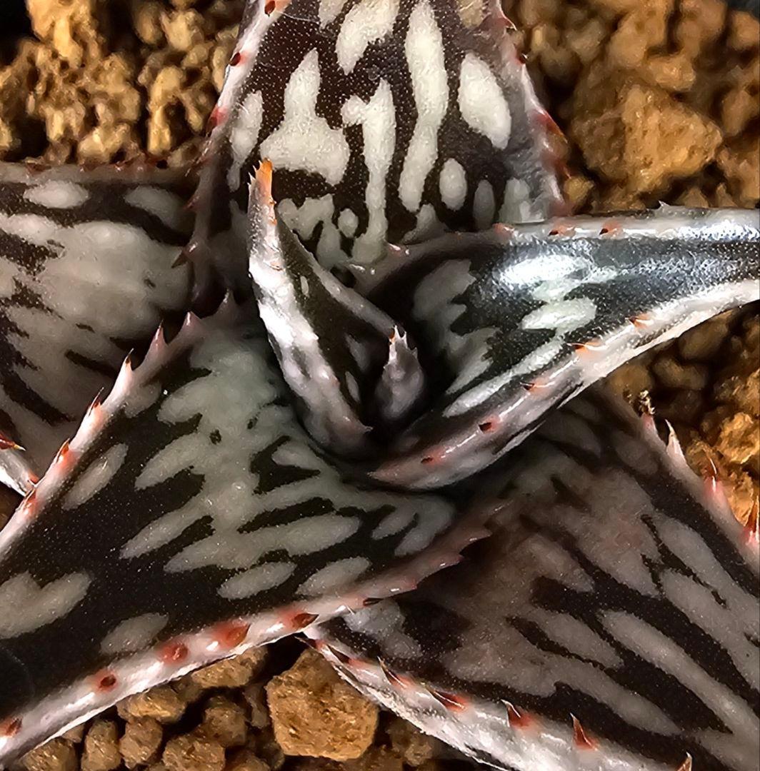 安い多肉植物 ロウルサンコの通販商品を比較ショッピング情報のオークファン