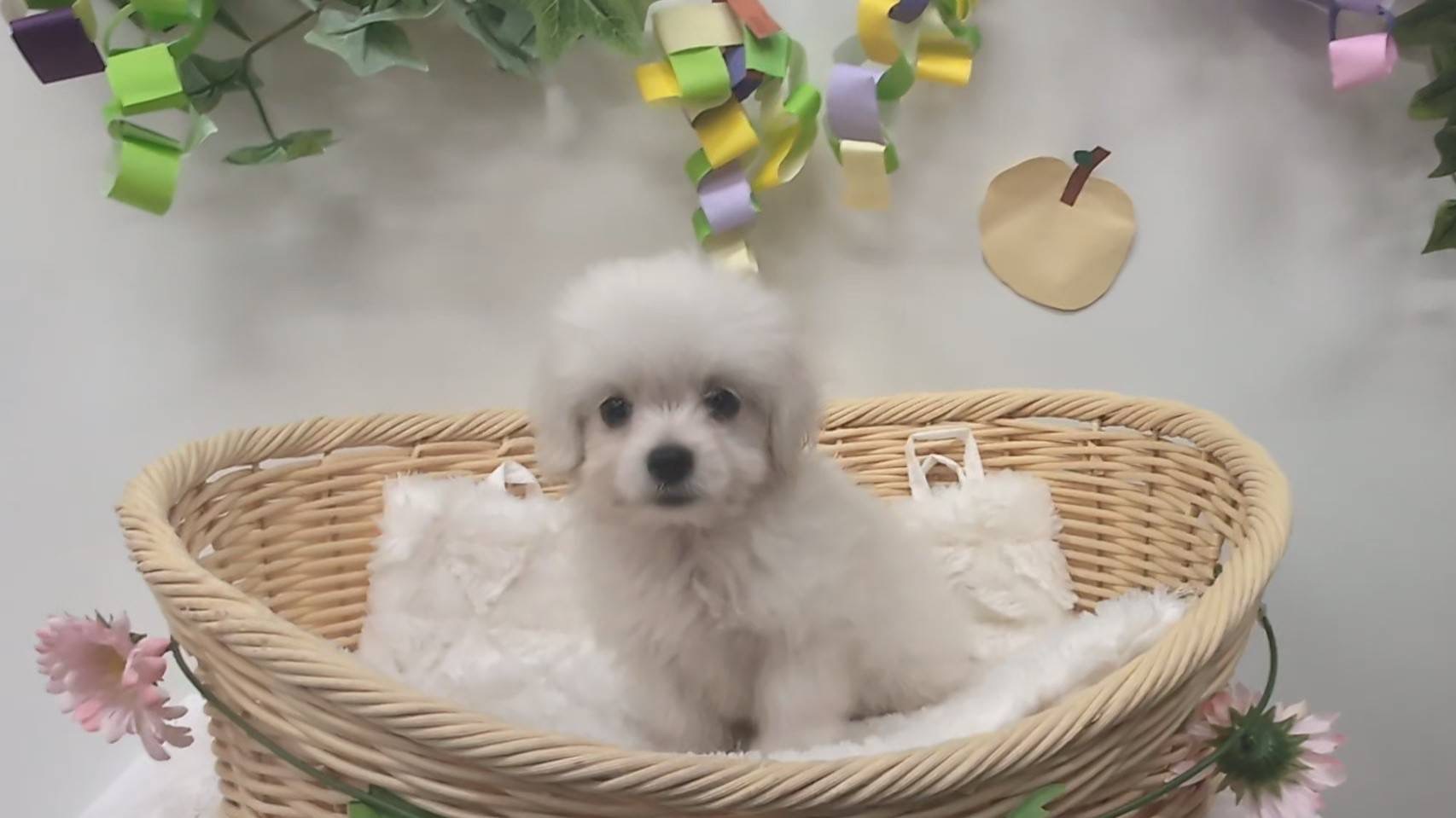 マルックス マルチーズ×ダックスフンド の子犬を探すブリーダー直販の子犬販売 みんなのブリーダー