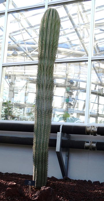 柱サボテン 弁慶柱 美形