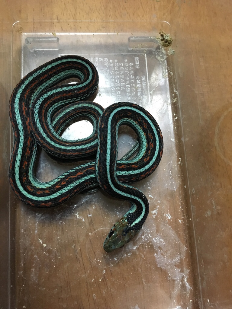 サンフランシスコガータースネーク 販売 エキゾチックサプライ 大阪